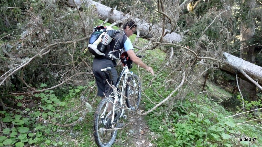 #2 sentier les Arcouches : 3 ou 4 gros pins en travers sentier les Arcouches : 3 ou 4 gros pins en travers