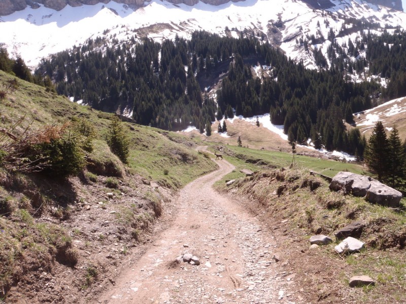 #4 Bouquetin : Dans ces paturages, j Bouquetin : Dans ces paturages, j'ai rencontré un bouquetin sur le chemin...