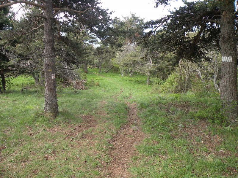 #4 photo4 : Descente au milieu des pins photo4 : Descente au milieu des pins