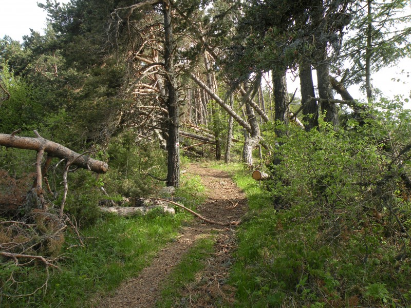 #5 photo5 : Attention aux arbres ! photo5 : Attention aux arbres !