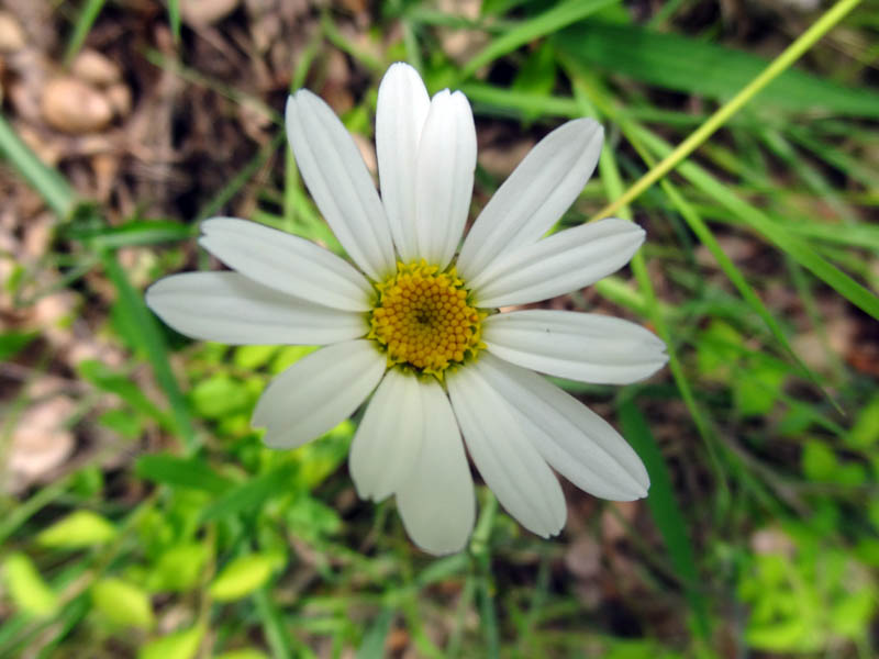 #3 Marguerite : Des fleurs partout en ce moment sur le parcours. Marguerite : Des fleurs partout en ce moment sur le parcours.