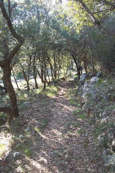 Bonella : Mais rapidement on retrouve le couvert forestier (chênes).