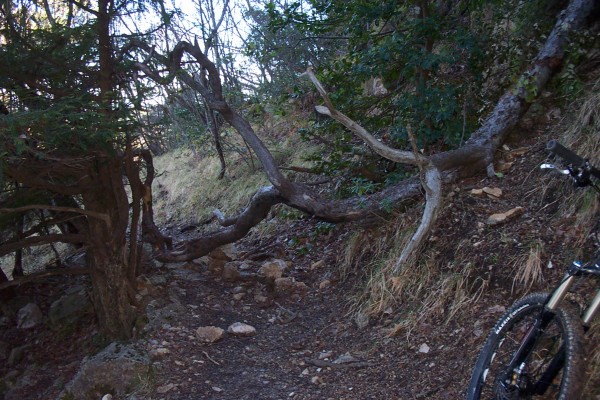 #9 Arbre couché : Le vent de ces derniers jours a fait bien du dégât ! Arbre couché : Le vent de ces derniers jours a fait bien du dégât !