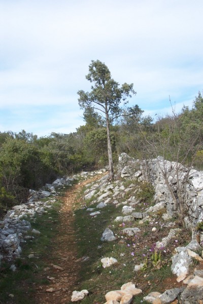 Sentier de la bonella : Un peu plus loin, il se faufile entre les murets en pierres sèches.