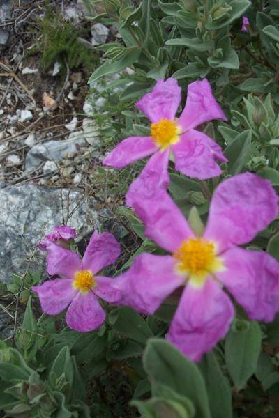 #1 Cistes cotonneux : Le printemps est bien là, malgré la pluie quasi continue de ces dernières jours. Cistes cotonneux : Le printemps est bien là, malgré la pluie quasi continue de ces dernières jours.