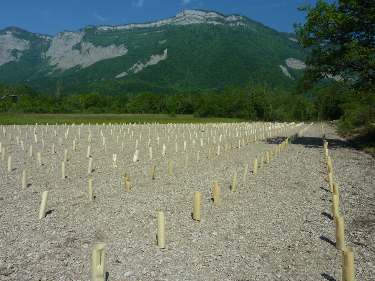 #10 jeune vigne : ça va picoler à Saint Ismier jeune vigne : ça va picoler à Saint Ismier