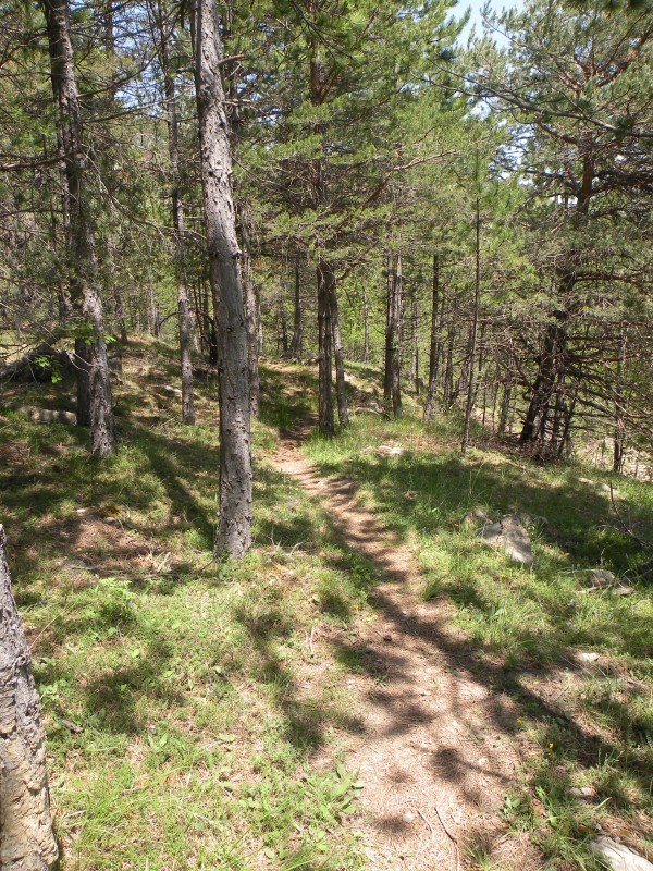 photo6 : on peut commencer à pédaler dans une foret de conifère