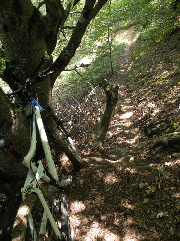 Photo7 : attention à la marche avec un bon d'arbre pas très accueillant derrière...