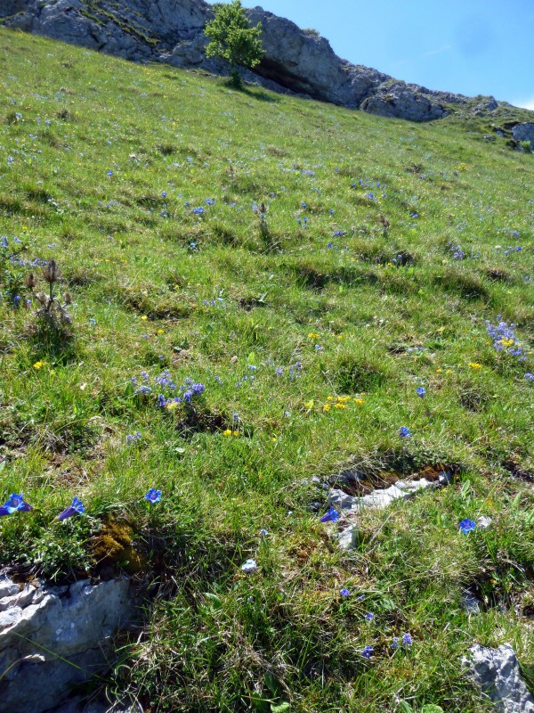 Avant le col : un champ rempli de gentianes. Magnifique !