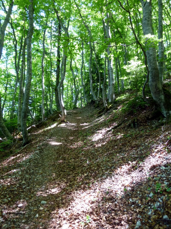 #2 Dans la forêt : Ca roule bien mais ça porte bien aussi !! Dans la forêt : Ca roule bien mais ça porte bien aussi !!