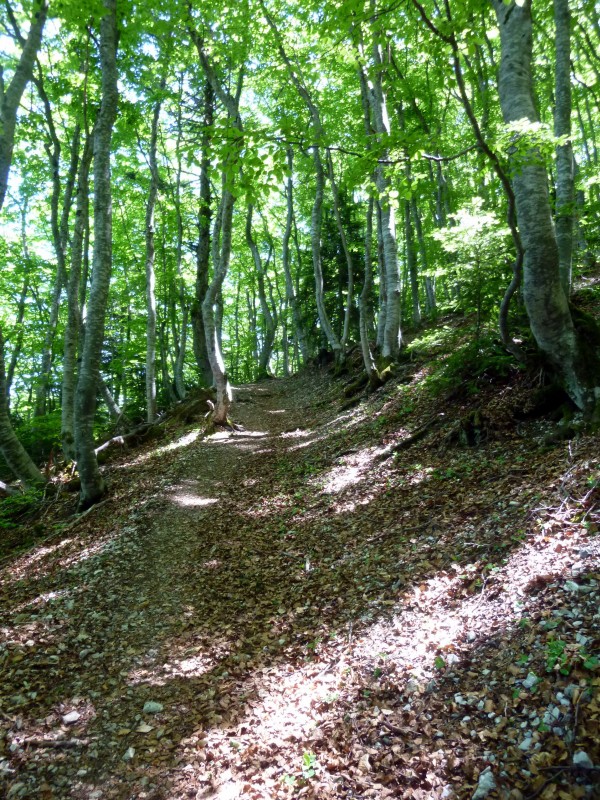 Dans la forêt : Ca roule bien mais ça porte bien aussi !!