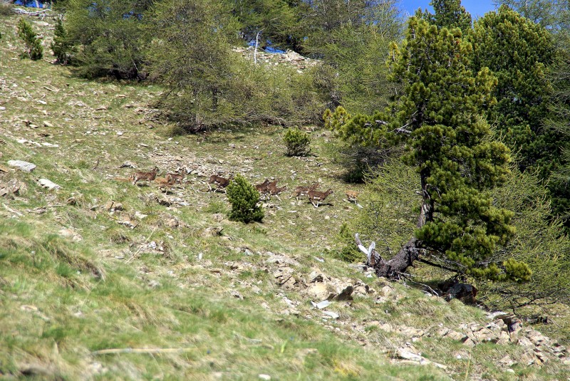 #17 Bestioles : peut-être des chèvres chamoisées...? Bestioles : peut-être des chèvres chamoisées...?