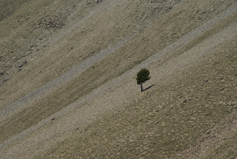 #4 Pierrier : I Pierrier : I'm a poor lonesome pine...