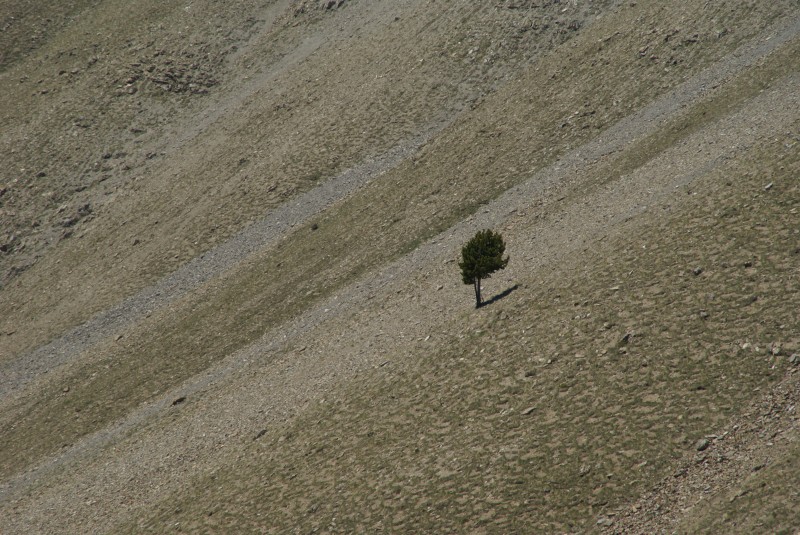 Pierrier : I'm a poor lonesome pine...