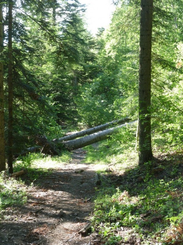 #2 le gros arbre le gros arbre