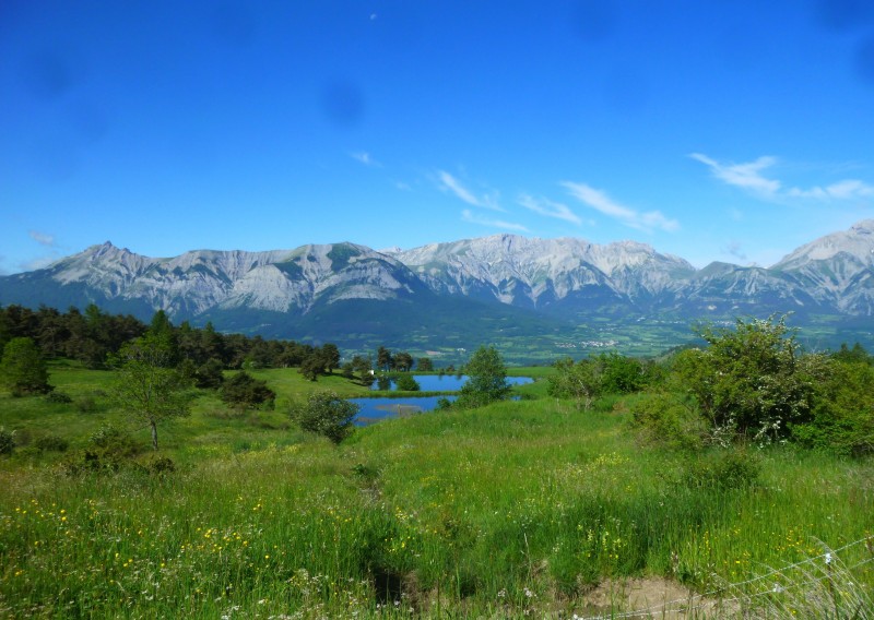 vers le col de la Blache : pré à vaches