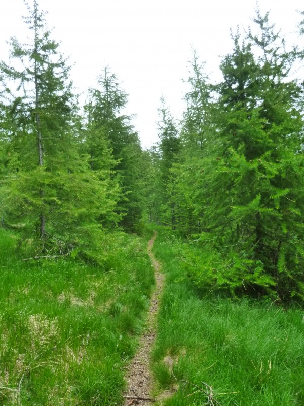 GR50 : passage dans les petits mélèzes