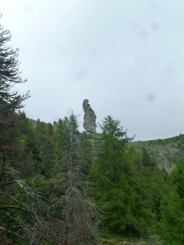 GR50 : c'est le printemps. La forêt est en érection