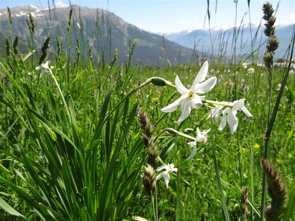 #1 Aiguilles de Chabrière : Narcisses de Réallon Aiguilles de Chabrière : Narcisses de Réallon
