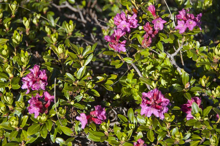 #17 Curnis auta : Rhododendrons Curnis auta : Rhododendrons
