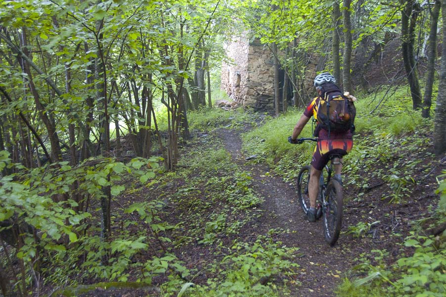 #8 Curnis auta : La forêt a tout envahi Curnis auta : La forêt a tout envahi