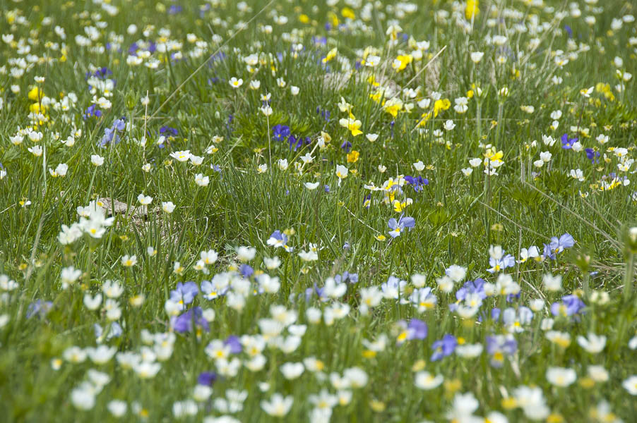 #35 Curnis Auta : Comment ne pas écraser de fleurs !! Curnis Auta : Comment ne pas écraser de fleurs !!
