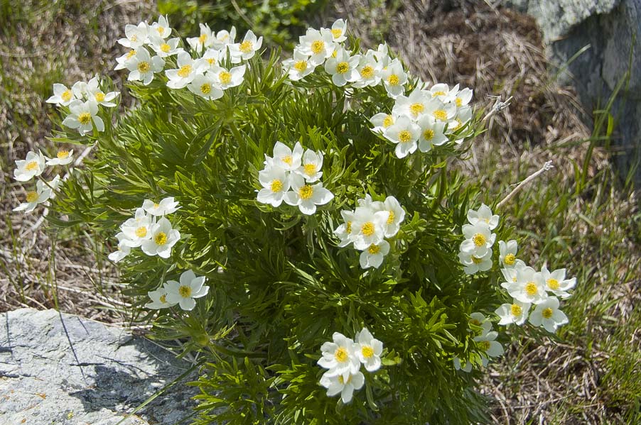 #26 Curnis Auta : Anémone à fleurs de narcisse Curnis Auta : Anémone à fleurs de narcisse