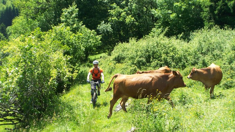 #15 Bike avec les vaches : Faut un peu pousser pour passer Bike avec les vaches : Faut un peu pousser pour passer