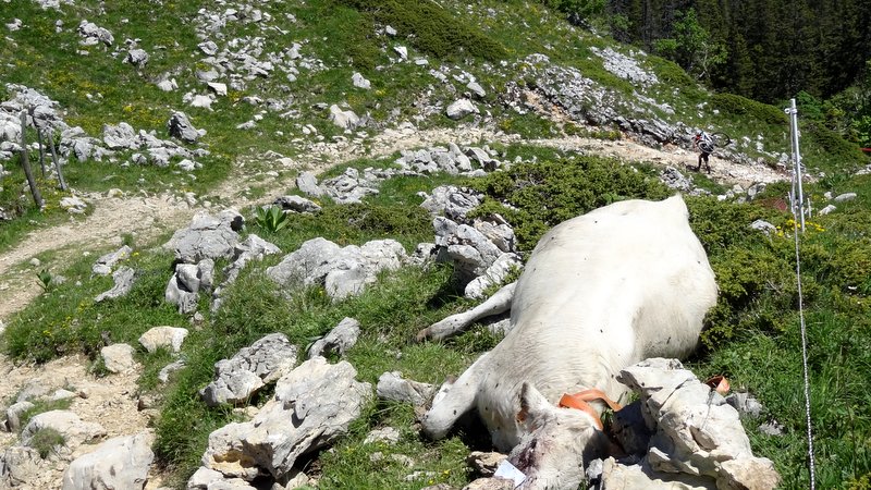 #45 Il fait chaud et on porte ! : La montée au col de la Grande Vache est éprouvante et même fatale pour certaine Il fait chaud et on porte ! : La montée au col de la Grande Vache est éprouvante et même fatale pour certaine