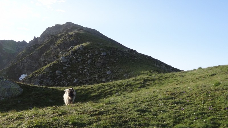 En regardant le sommet : L'arête est assez bonne au début, mais la fin devient belledonnesque (Tas de cailloux non roulable)