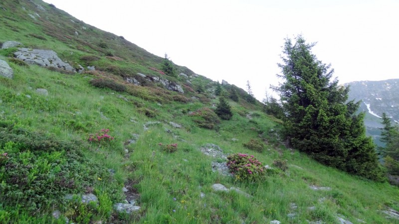 Sente dans traversée à droite : Pour se faire une idée du Terrain. C'est un gros T3 en descente quand c'est sec.