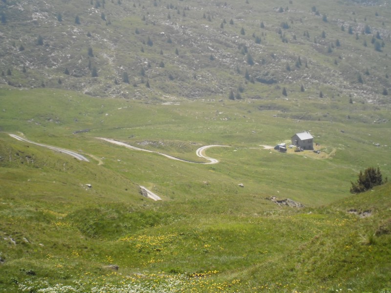 Alpage : Les moutons sont gardé par 2 patous, mais ils sont derrières les filets.