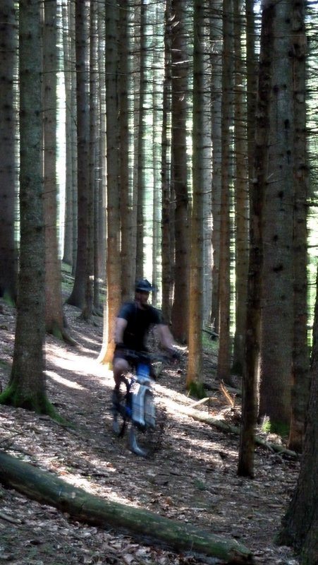 #2 Descente dans les résineux : Cela attaque raide mais c Descente dans les résineux : Cela attaque raide mais c'est bon et épineux