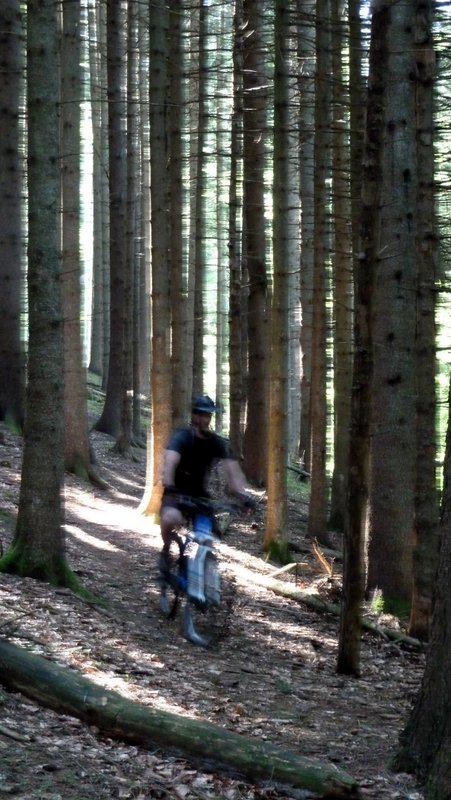 Descente dans les résineux : Cela attaque raide mais c'est bon et épineux