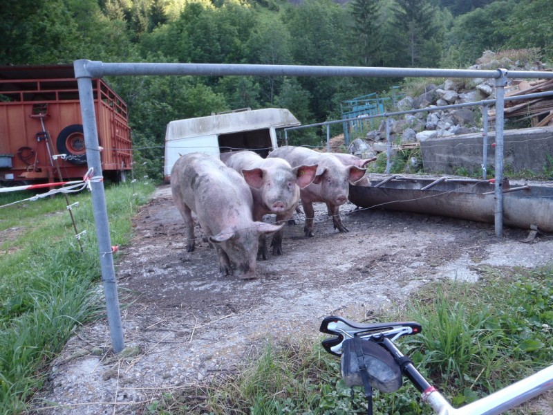 #1 La Ville : Une selle toute neuve qui fait mal aux c... et trois petits cochons La Ville : Une selle toute neuve qui fait mal aux c... et trois petits cochons
