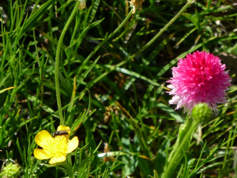 Fleurs : C'est pour le mécéquoi nature 
Nigritelle rose (pour la rose) Merci scarapat, et la jaune j'appelle ça un bouton d'or :-p