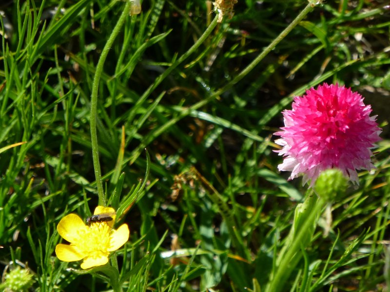#10 Fleurs : C Fleurs : C'est pour le mécéquoi nature
Nigritelle rose (pour la rose) Merci scarapat, et la jaune j'appelle ça un bouton d'or :-p