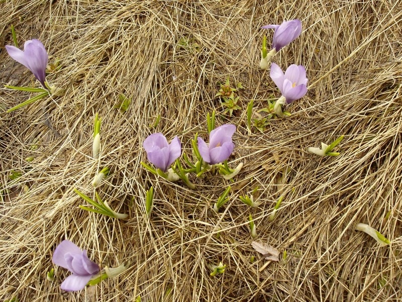 Crocus : en tapis