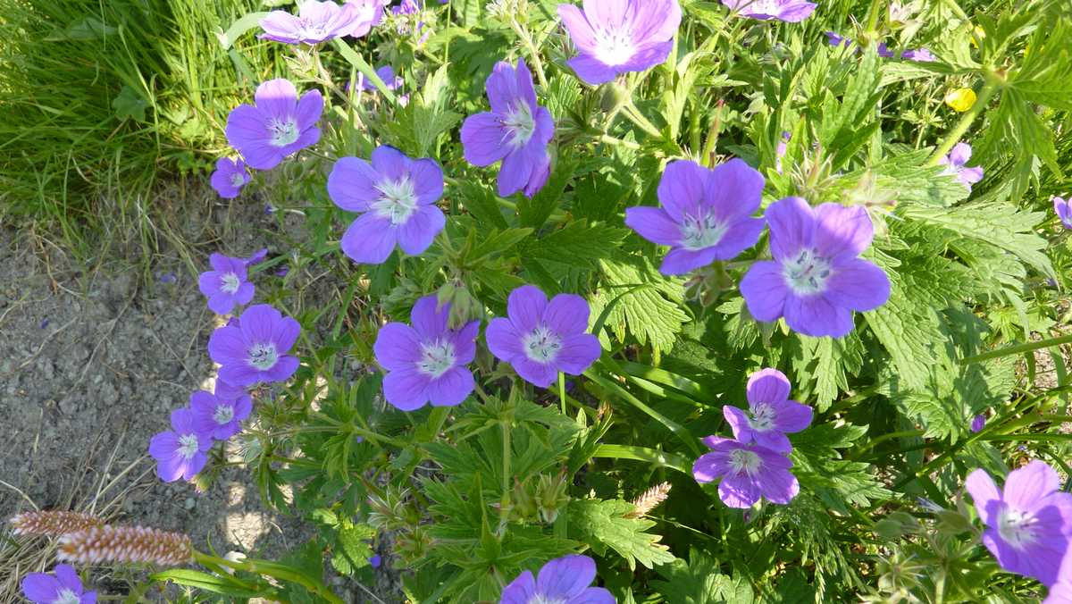 #3 Geranium : cette fois, je crois que je me suis pas trompé ! Geranium : cette fois, je crois que je me suis pas trompé !
