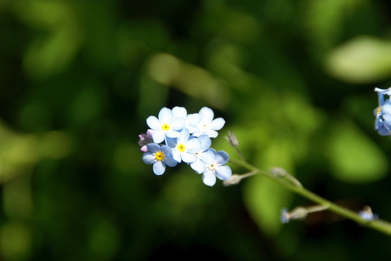 #17 Instant bucolique : Tant qu Instant bucolique : Tant qu'à se faire envahir par les petites fleurs (Myosotis), autant leur tirer le portrait...