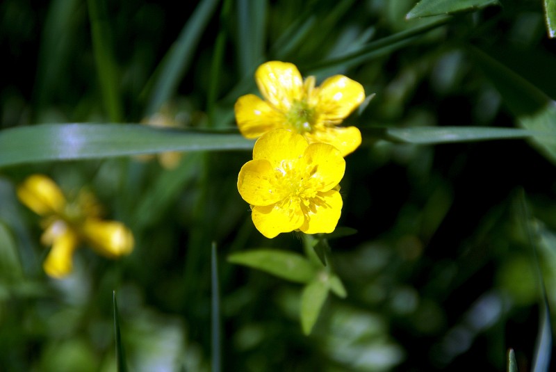 #19 Instant bucolique ter : Bouton d Instant bucolique ter : Bouton d'Or