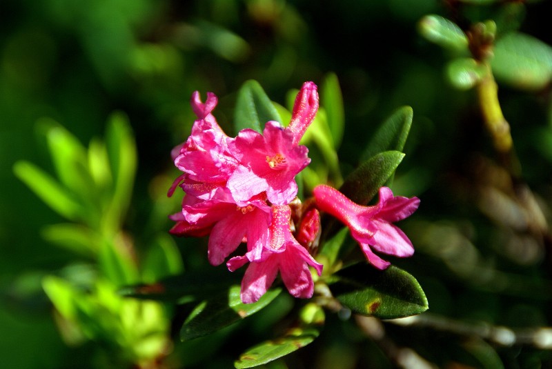 #20 Instant bucolique quater : Rhododendron Instant bucolique quater : Rhododendron