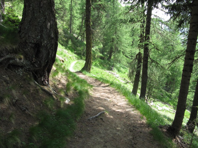 #10 un aperçu du sentier : dans le mélezin : lâchez les freins ! un aperçu du sentier : dans le mélezin : lâchez les freins !