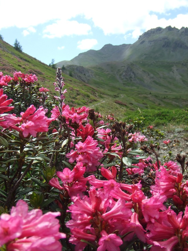 #4 Rhodo : et sentier... Rhodo : et sentier...