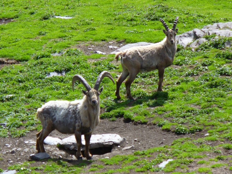 Pause Animalière : Vous préférez le Grand Modèle ...