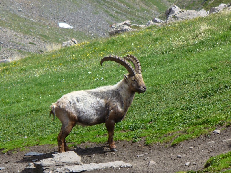 Pause Animalière : Belle Bête, heureusement paisible !