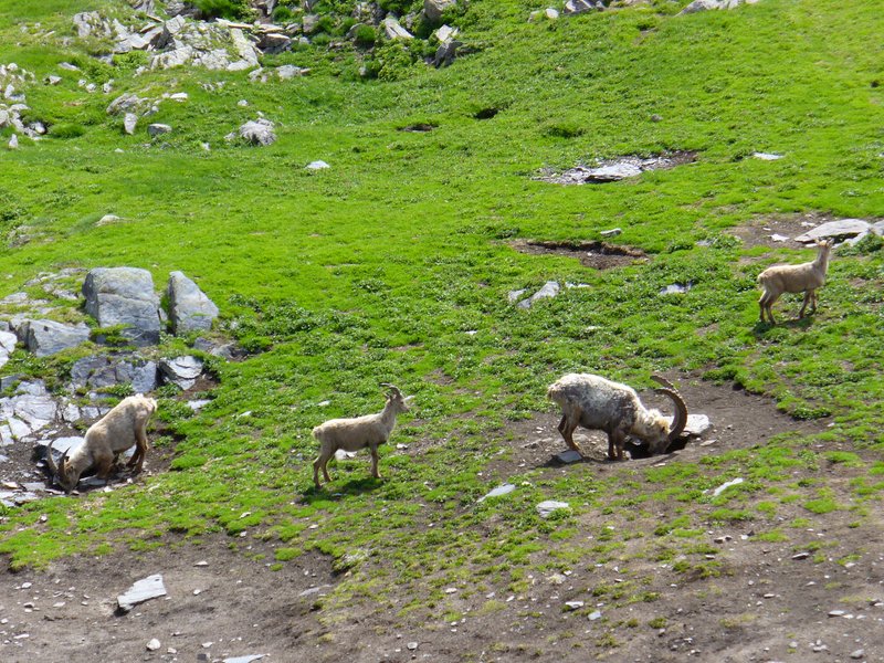 Pause Animalière : Famille Bouquetin :)