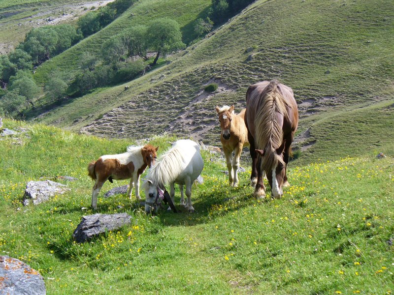 #3 GR57A : Pause Animalière GR57A : Pause Animalière