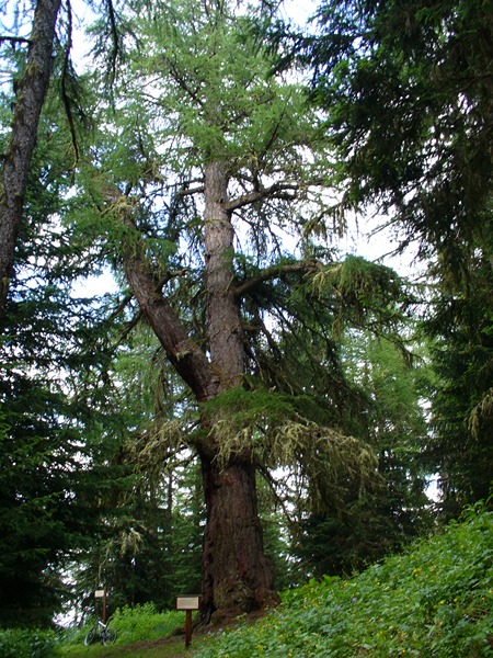 #7 Sentier Descente : Le Gros Mélèze, Six siècles vous contemplent ... Sentier Descente : Le Gros Mélèze, Six siècles vous contemplent ...