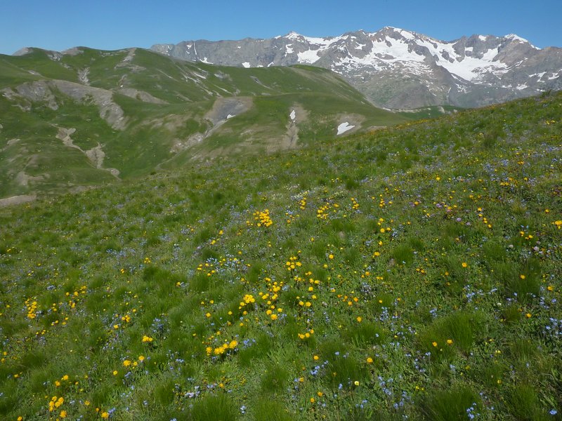 #13 Pic du Mas de la Grave : Plus bas: des fleurs partout ! Pic du Mas de la Grave : Plus bas: des fleurs partout !